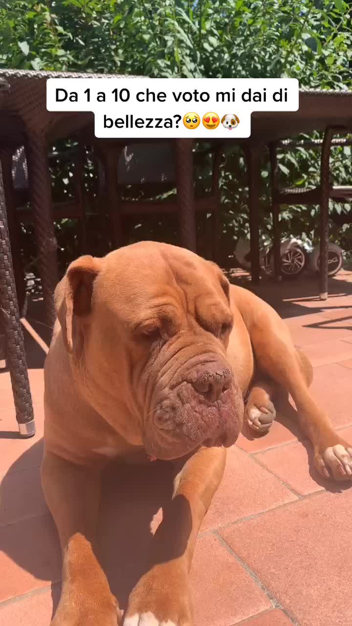 @sonorosy🐶