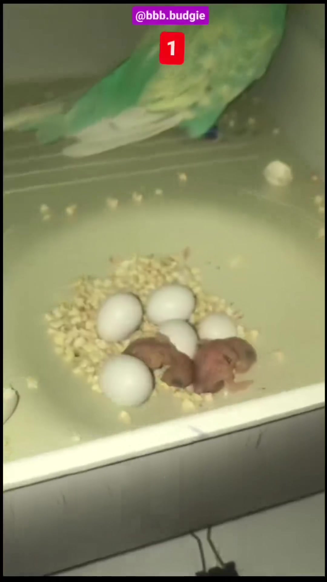 @bbb.budgie