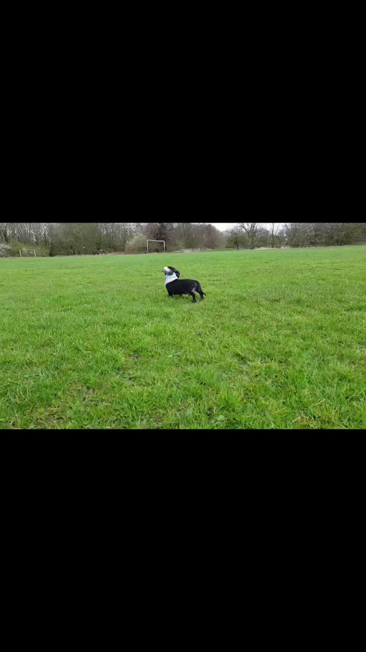 @Otto the mini dachshund