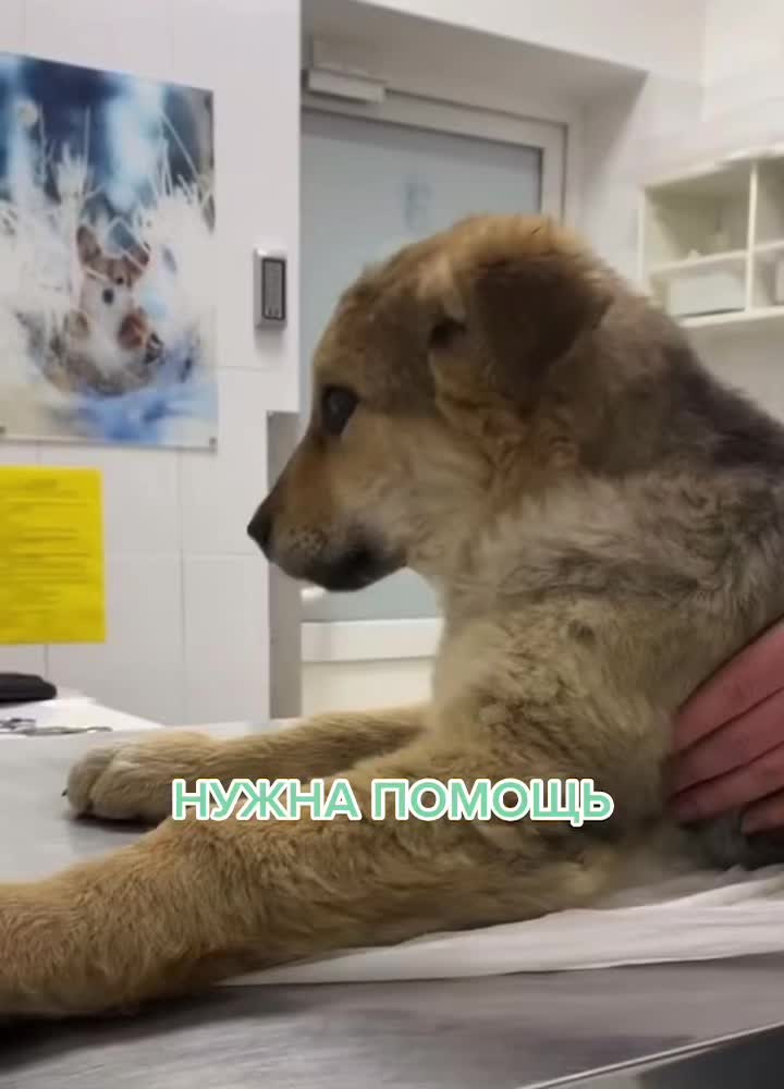 @КАРДАН ЖИВИ