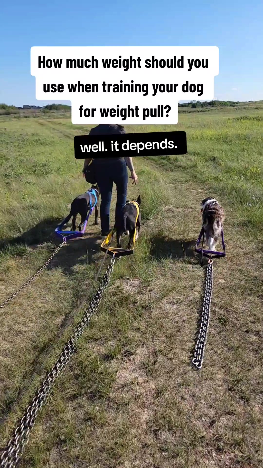 @Steph-RaisingHell.Hounds🇨🇦