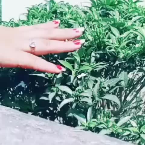 @cutie lollipop