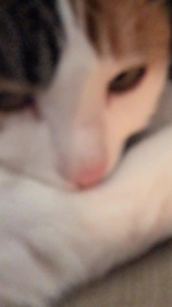 @cuddlyanimals1022