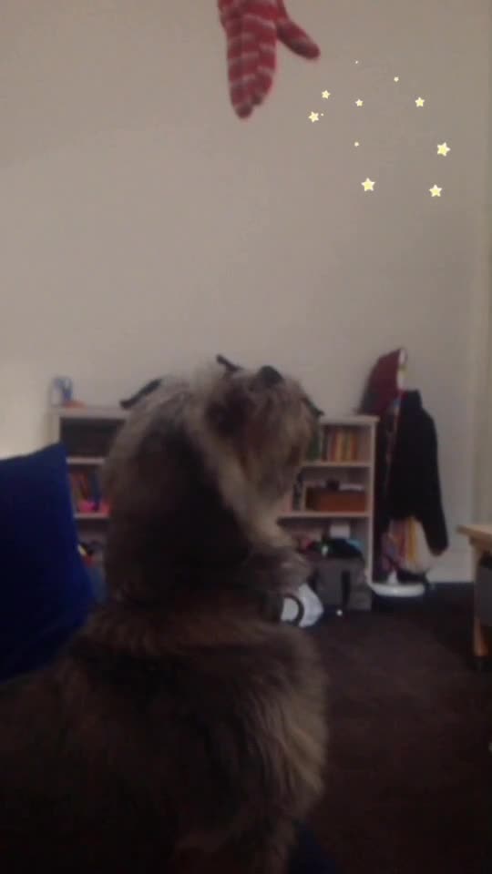@Doggogirl