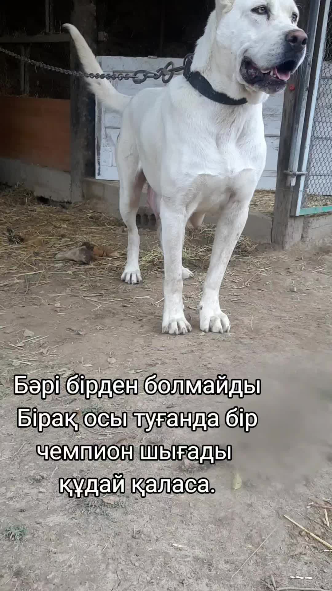 @🇰🇿✊𝔸𝕗𝕚𝕟𝕒 ✊🇰🇿