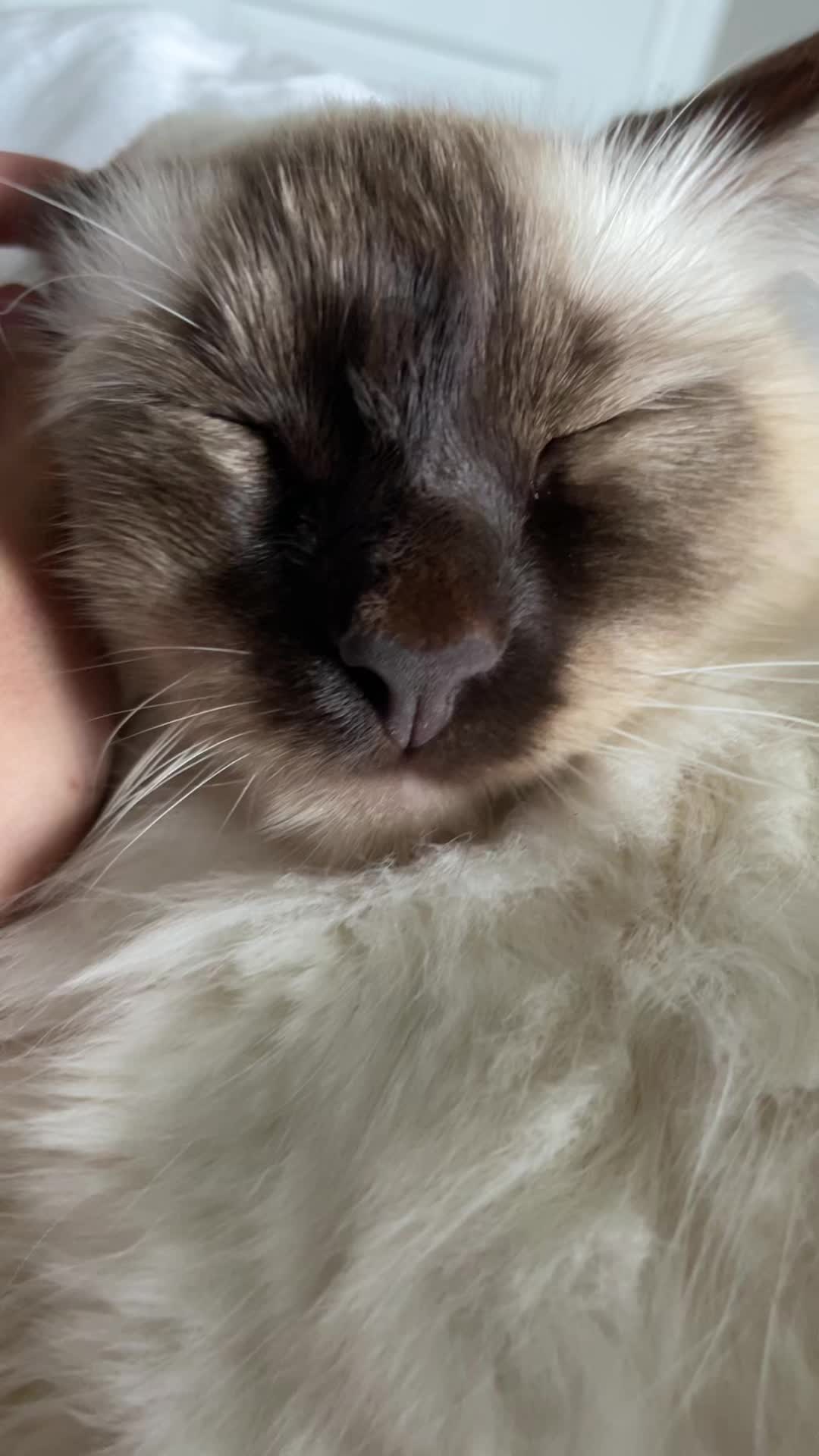 @brunokitten
