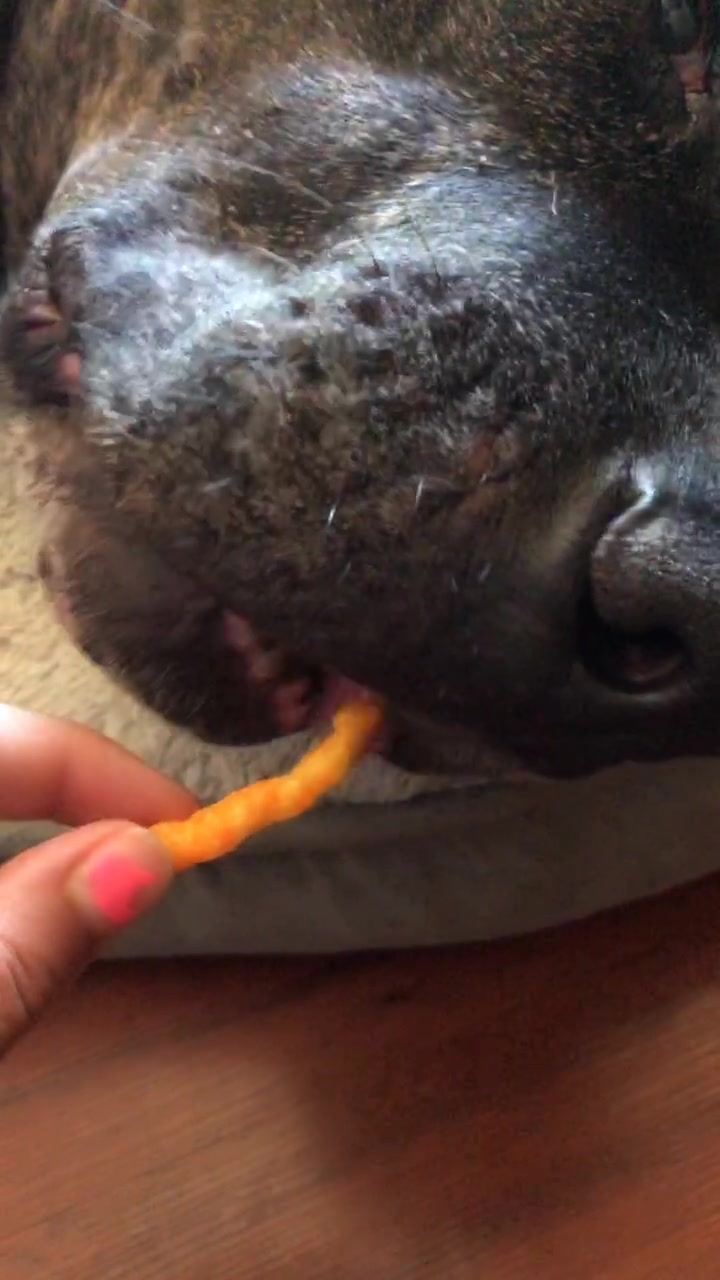 @cuddlyanimals1022
