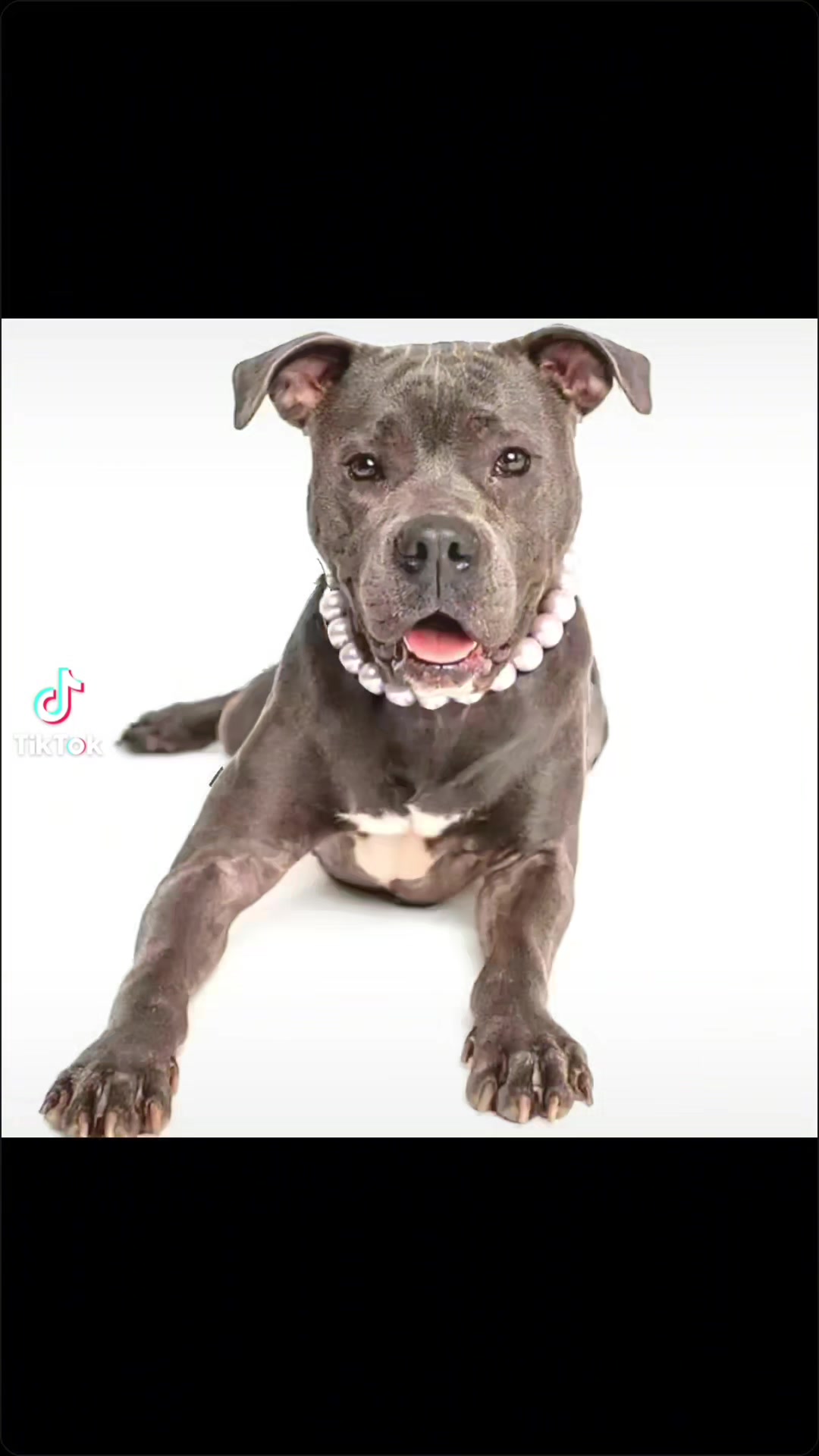 @Beadie Babiez Collar Shop