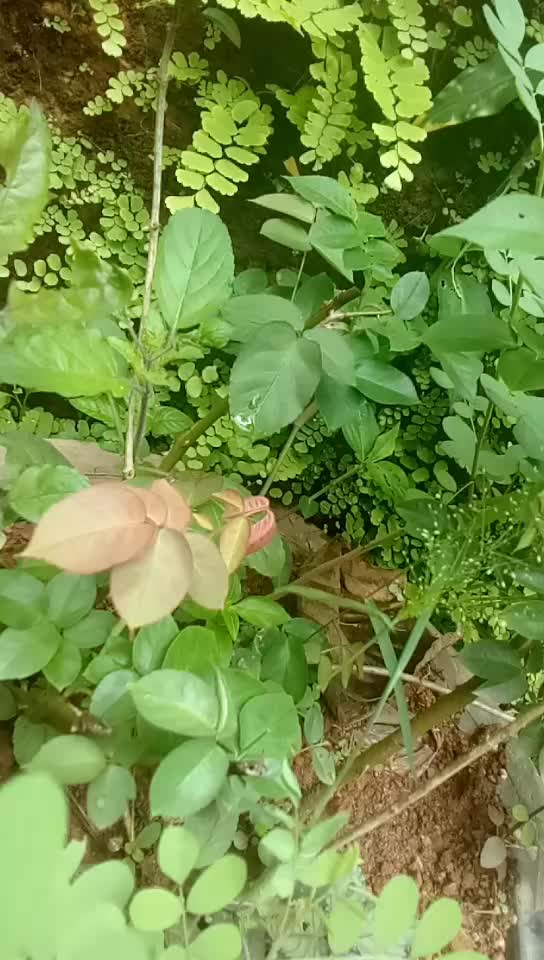 @Megha unnikrishnan