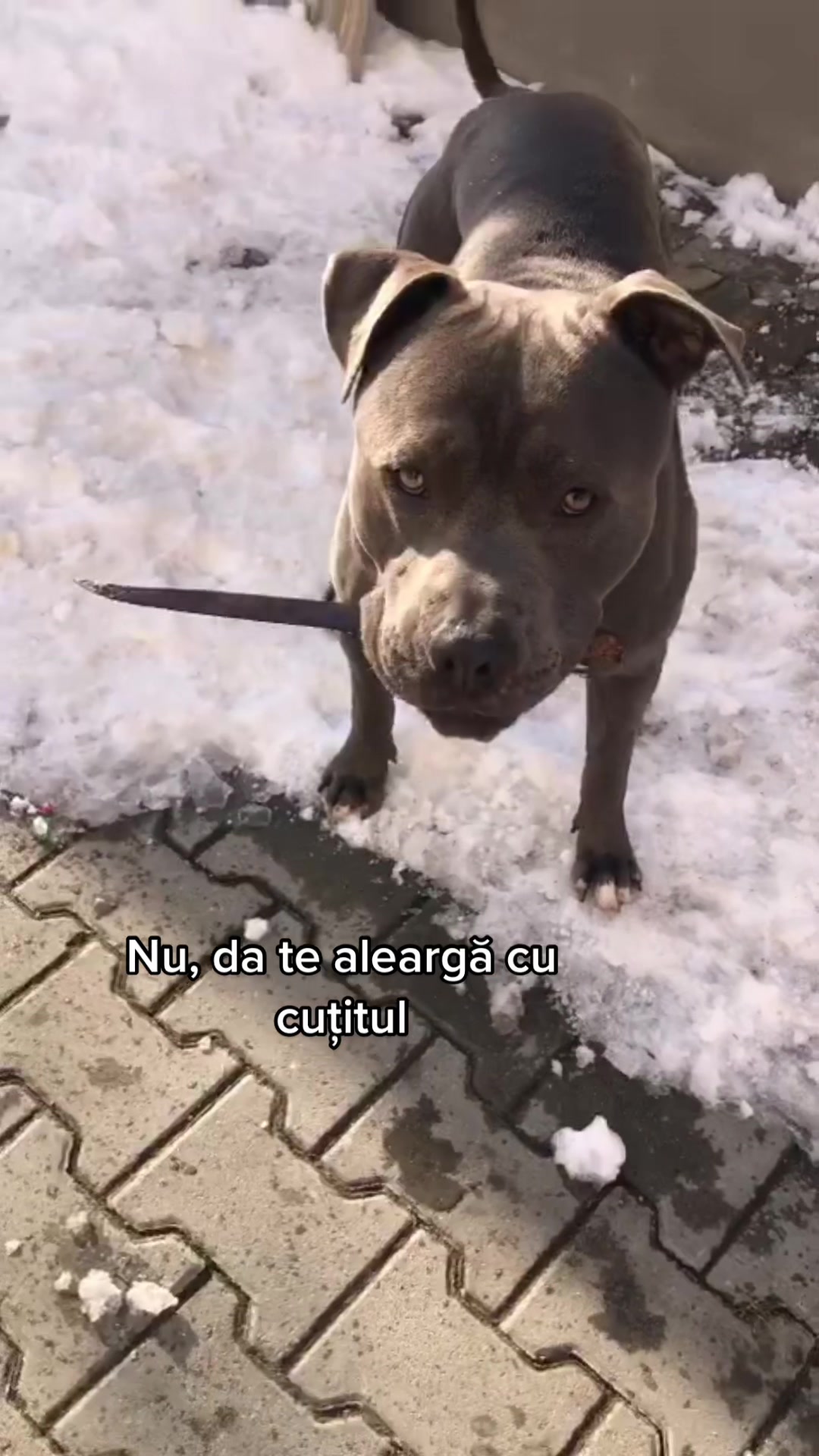 @Iulia Crişan 🤍