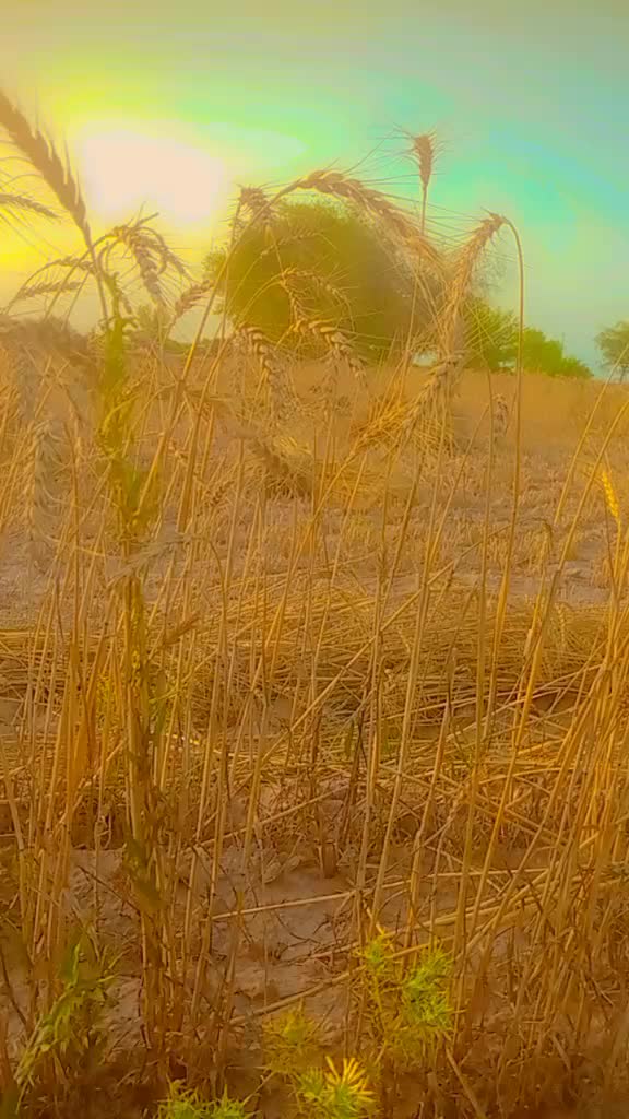 @Nadeem065