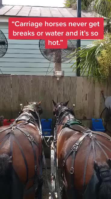 @Carriage On