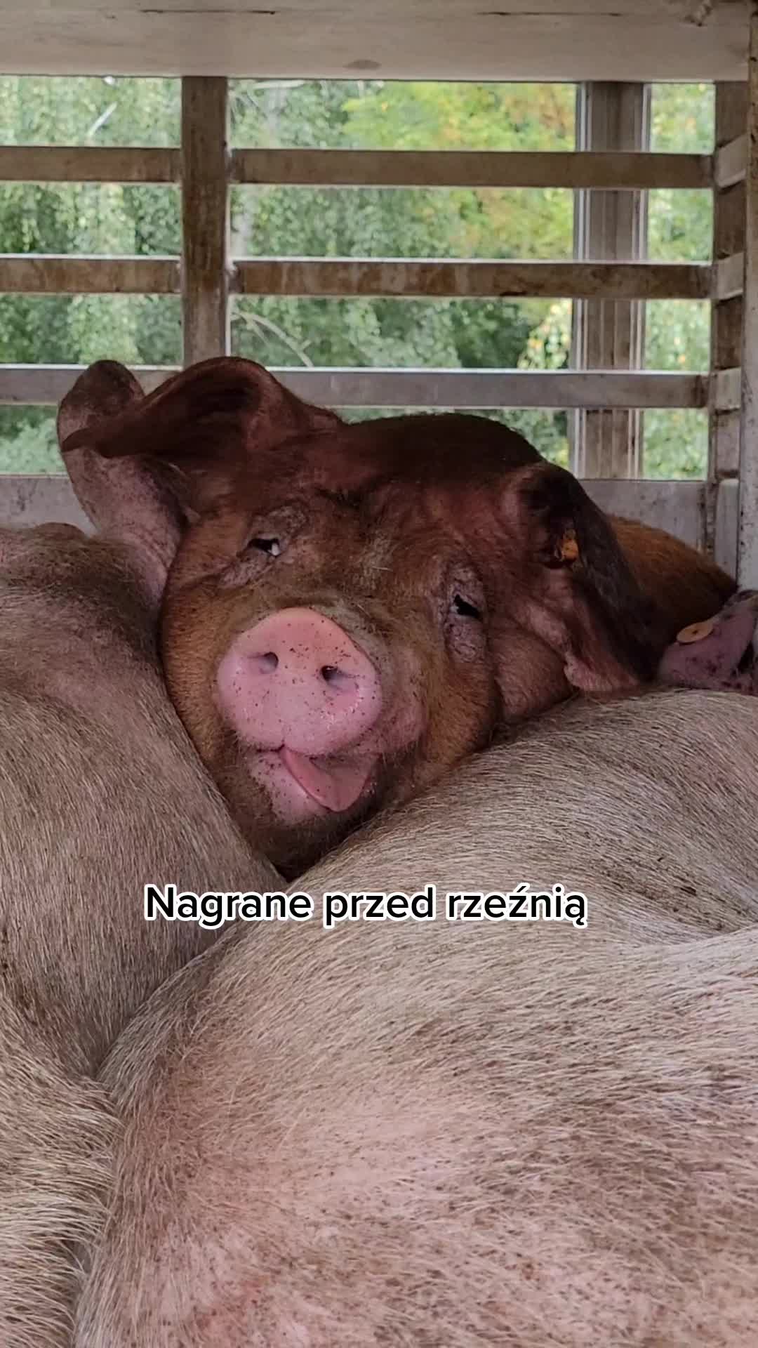 @Stopklatka Viva!
