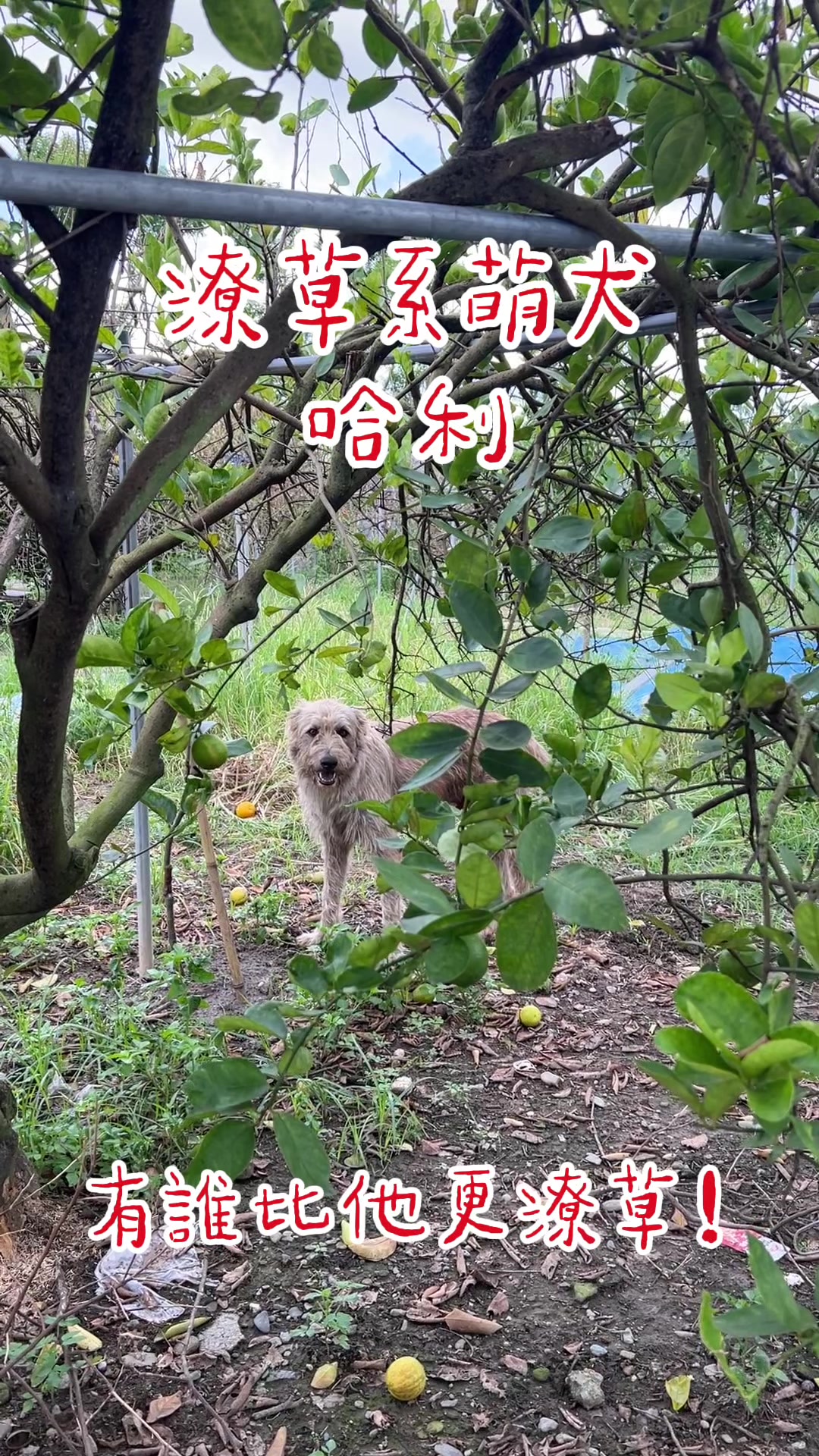 @口袋吃吃五十咩