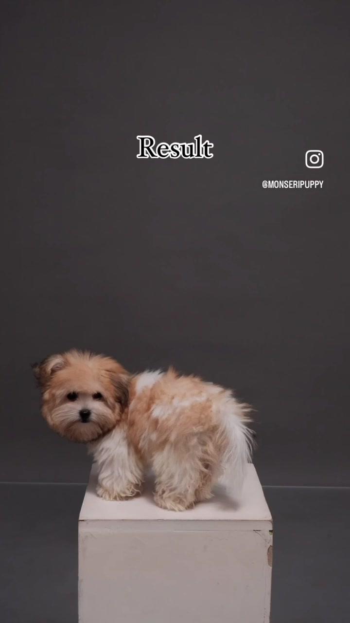 @Monseri Puppy