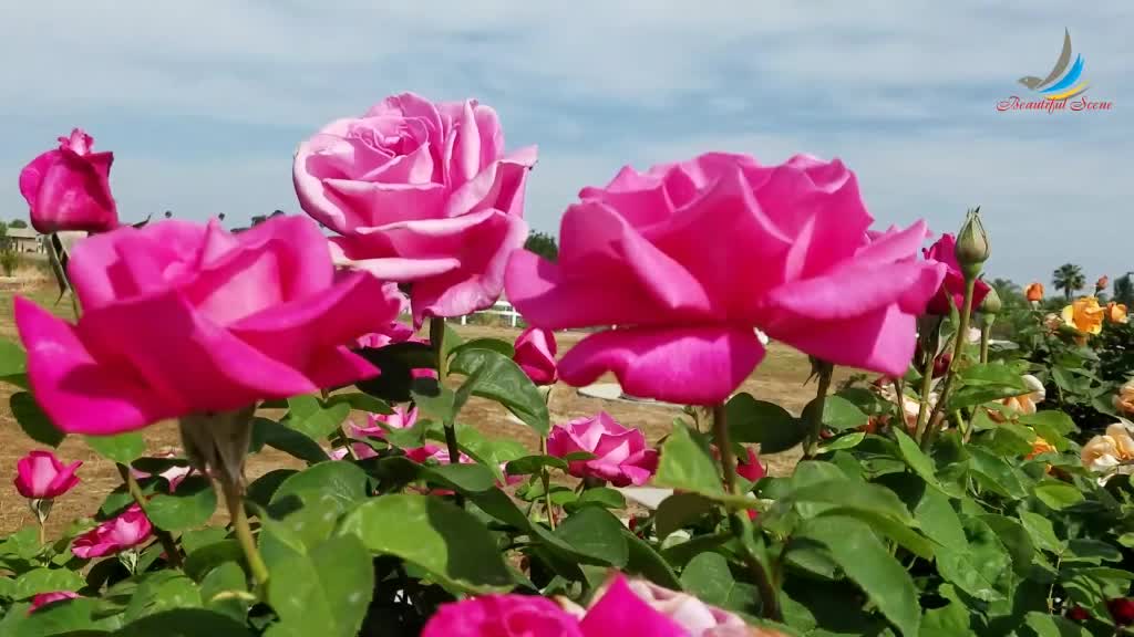 @karuvachi