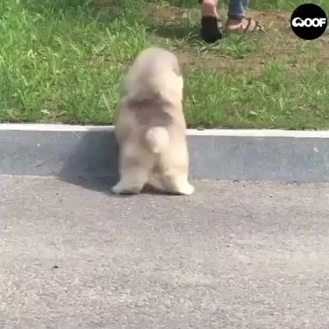 @pet_lover😍