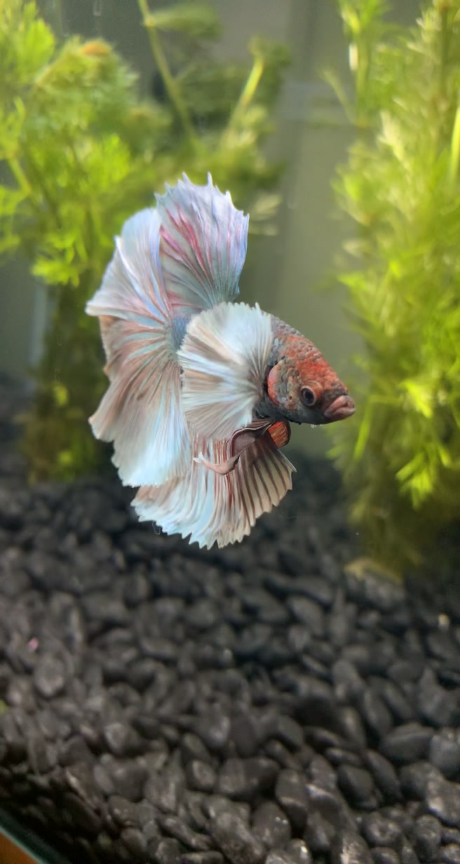 @HCw Betta
