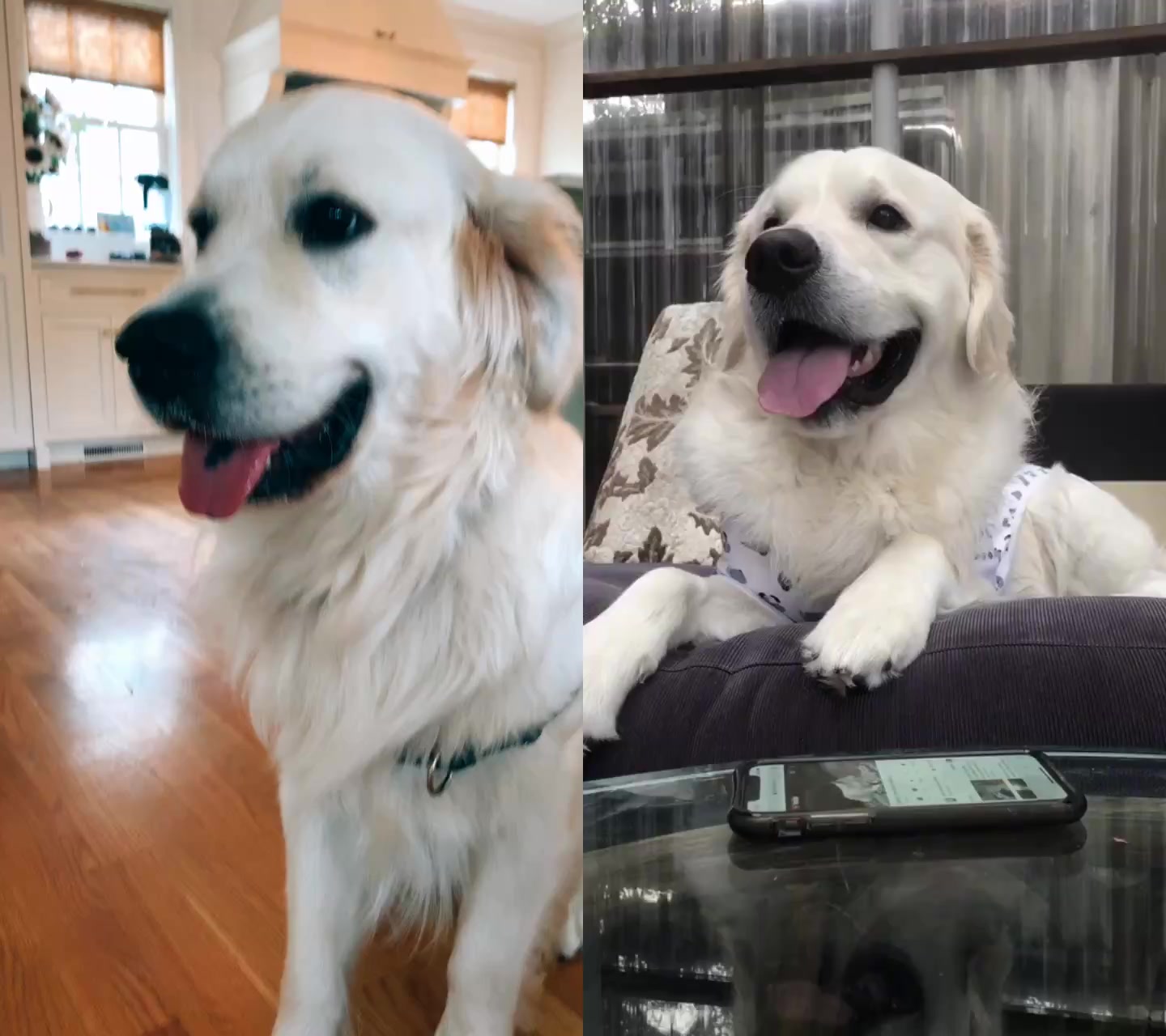 @I’m a dog