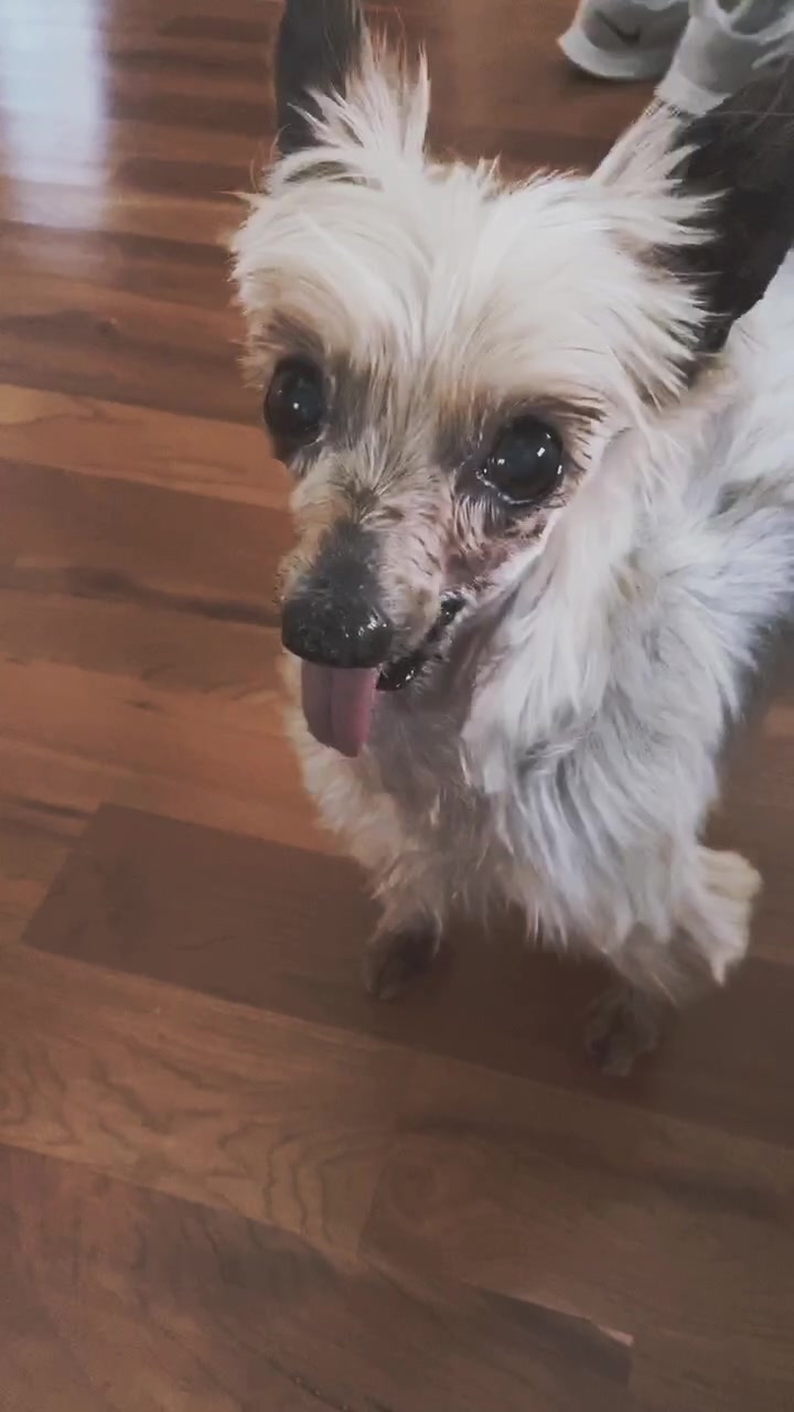 @Harlow the Yorkie