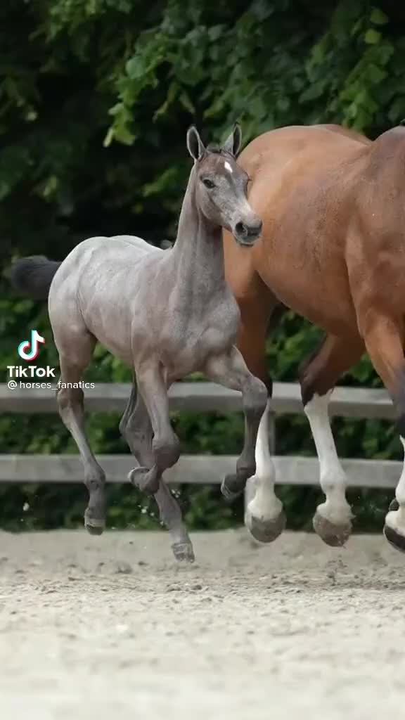 @💗🐴 FREE REIN 💗🐴