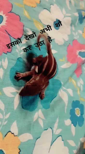 @Koushal Patel