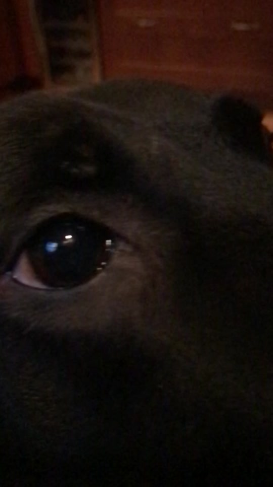 @Cöäl🐶