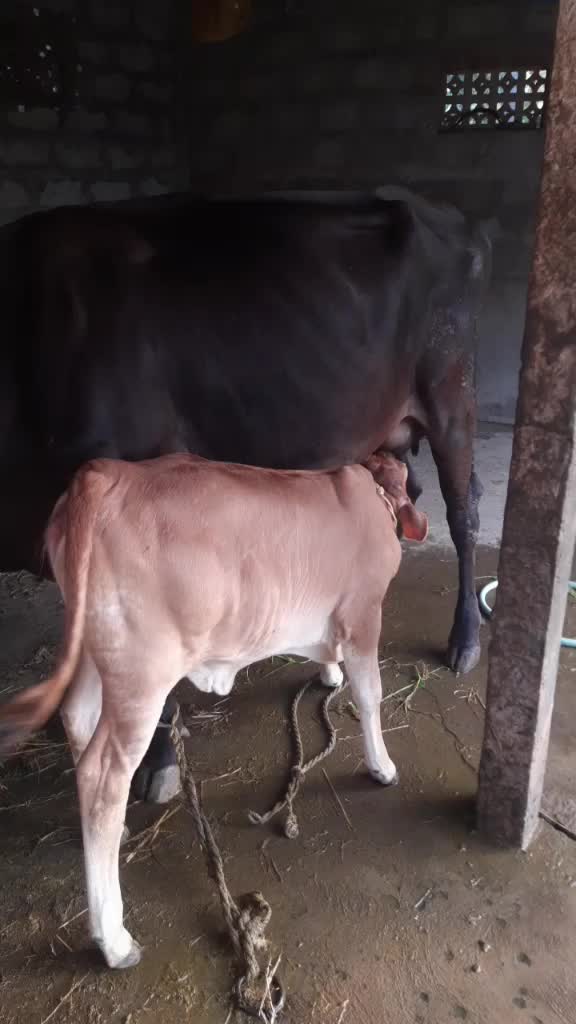 @Sattibabu Adabala