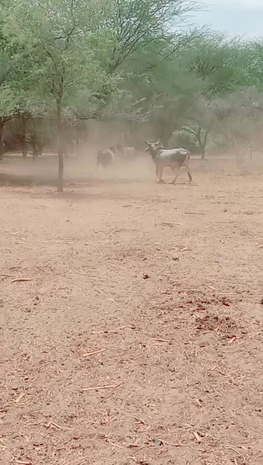 @Bharat Majiyatar42