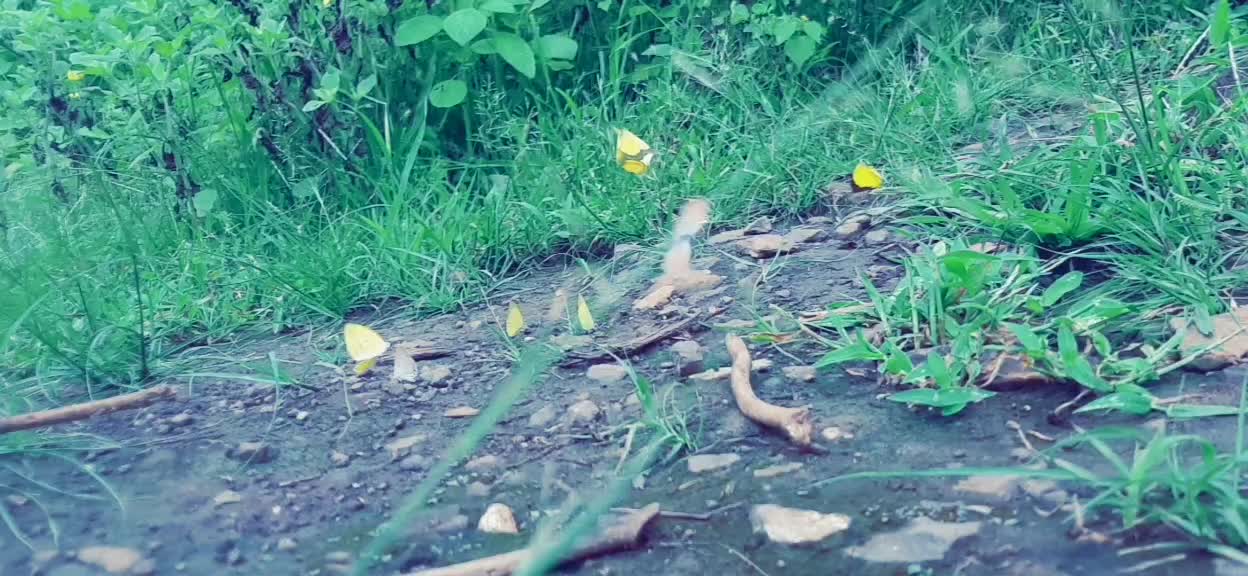 @Aniket ghanokar