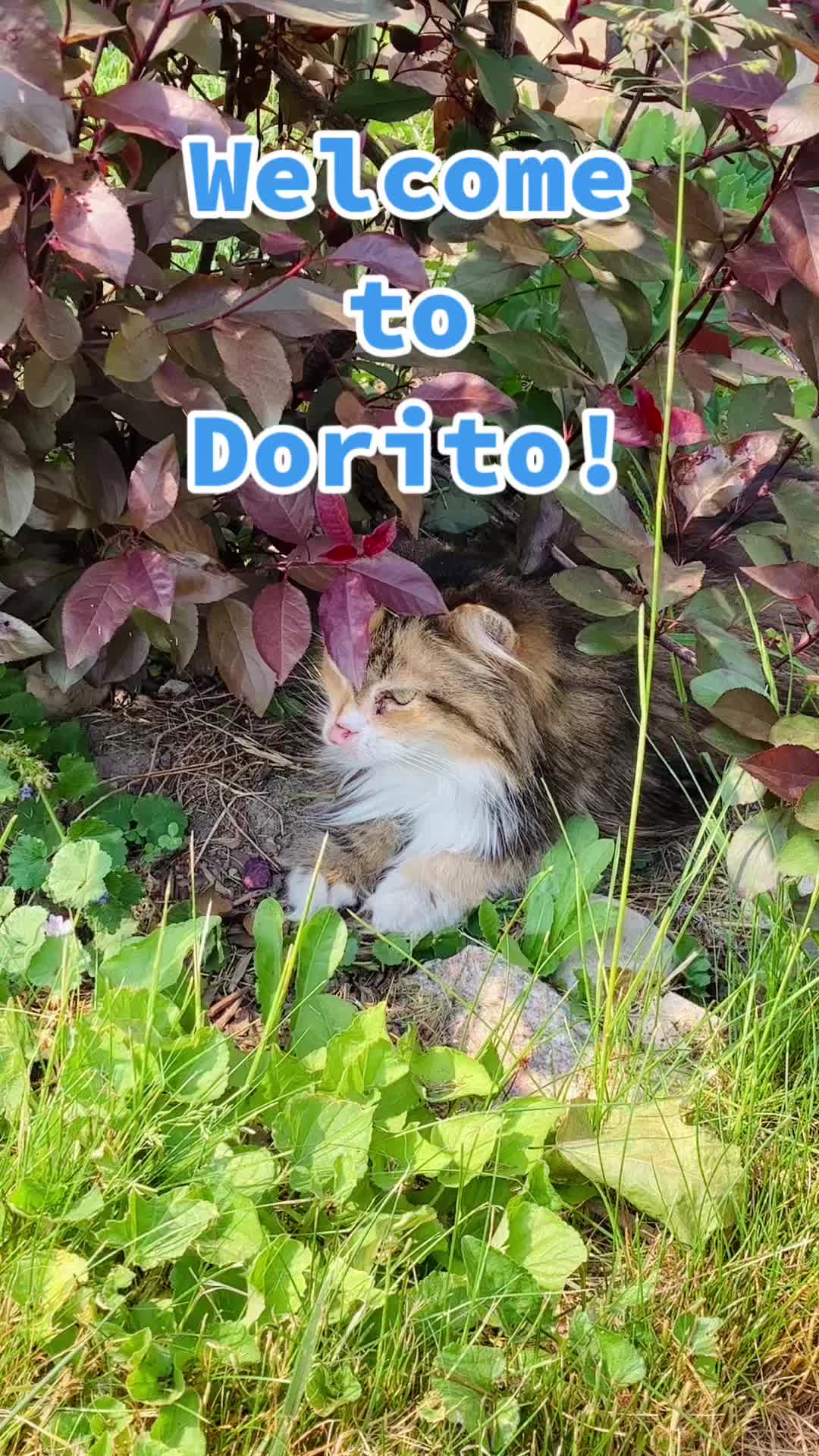 @QuibiDorito