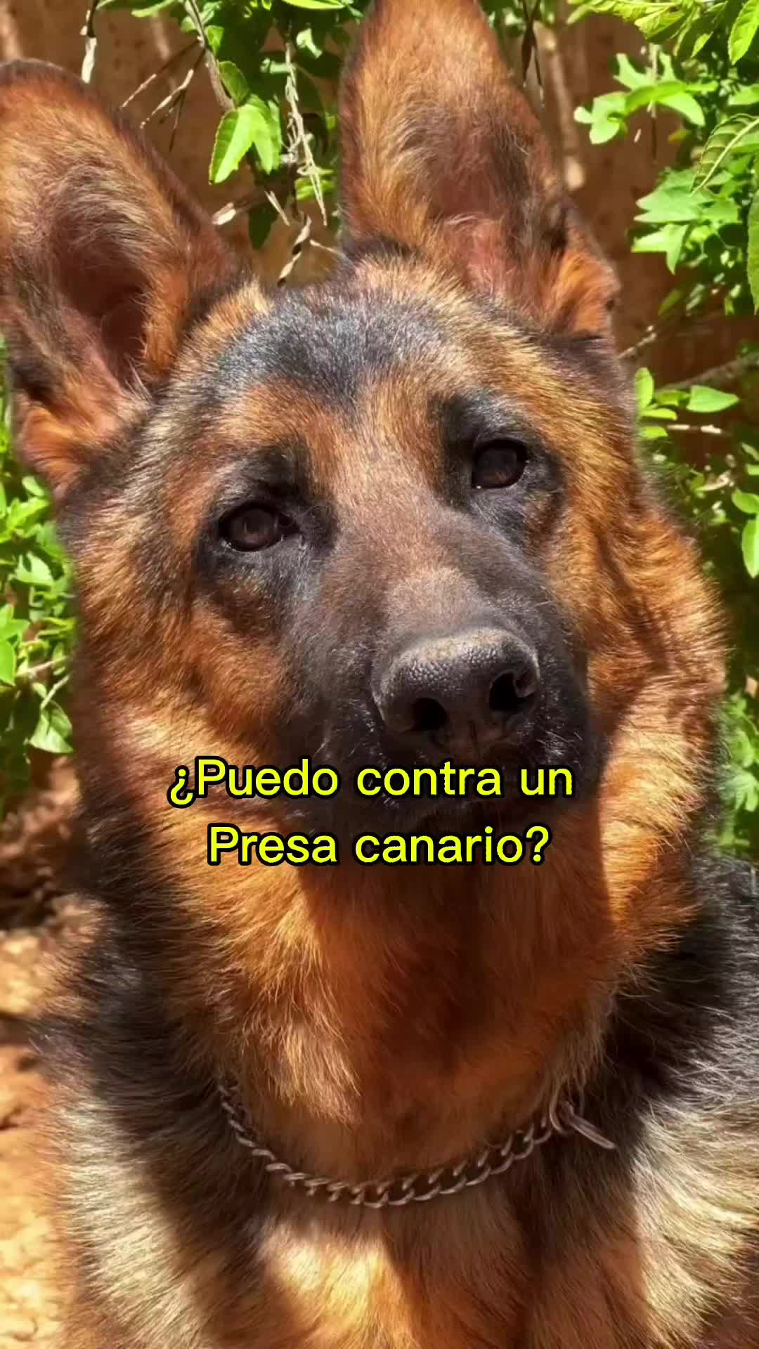@Razas Caninas
