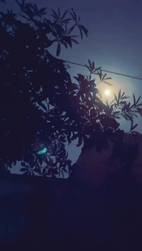 @darshanamahor