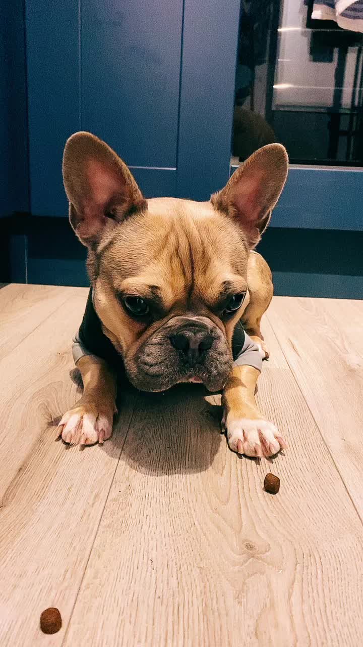 @BarryTheFrenchie