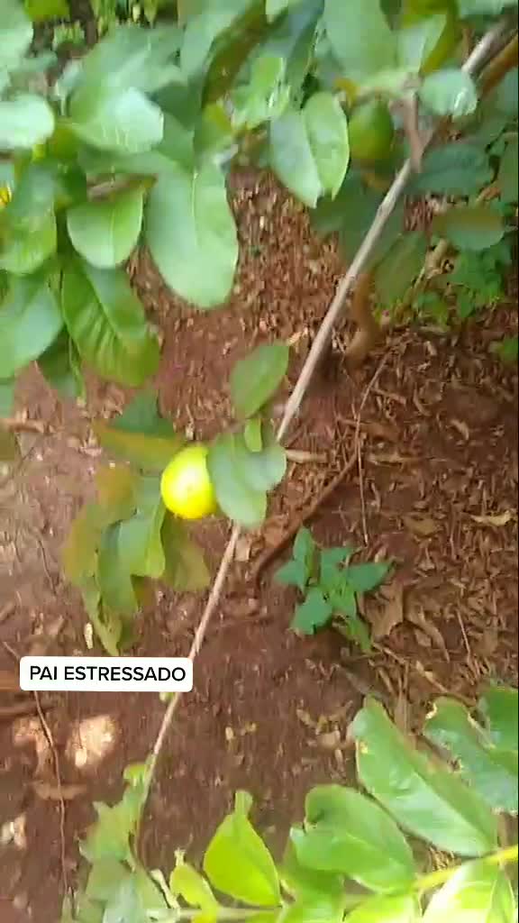 @Molina Portões