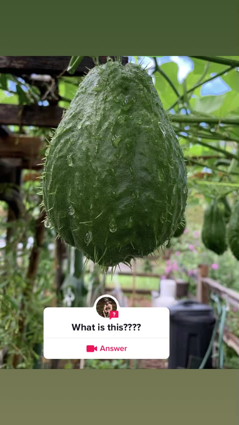@Plantaesisage