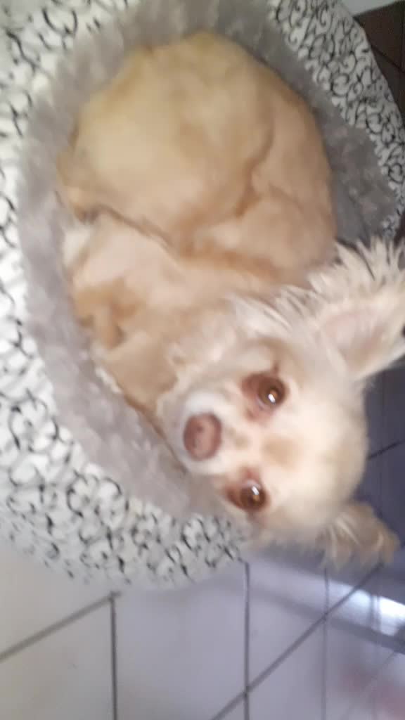 @sissi_dog