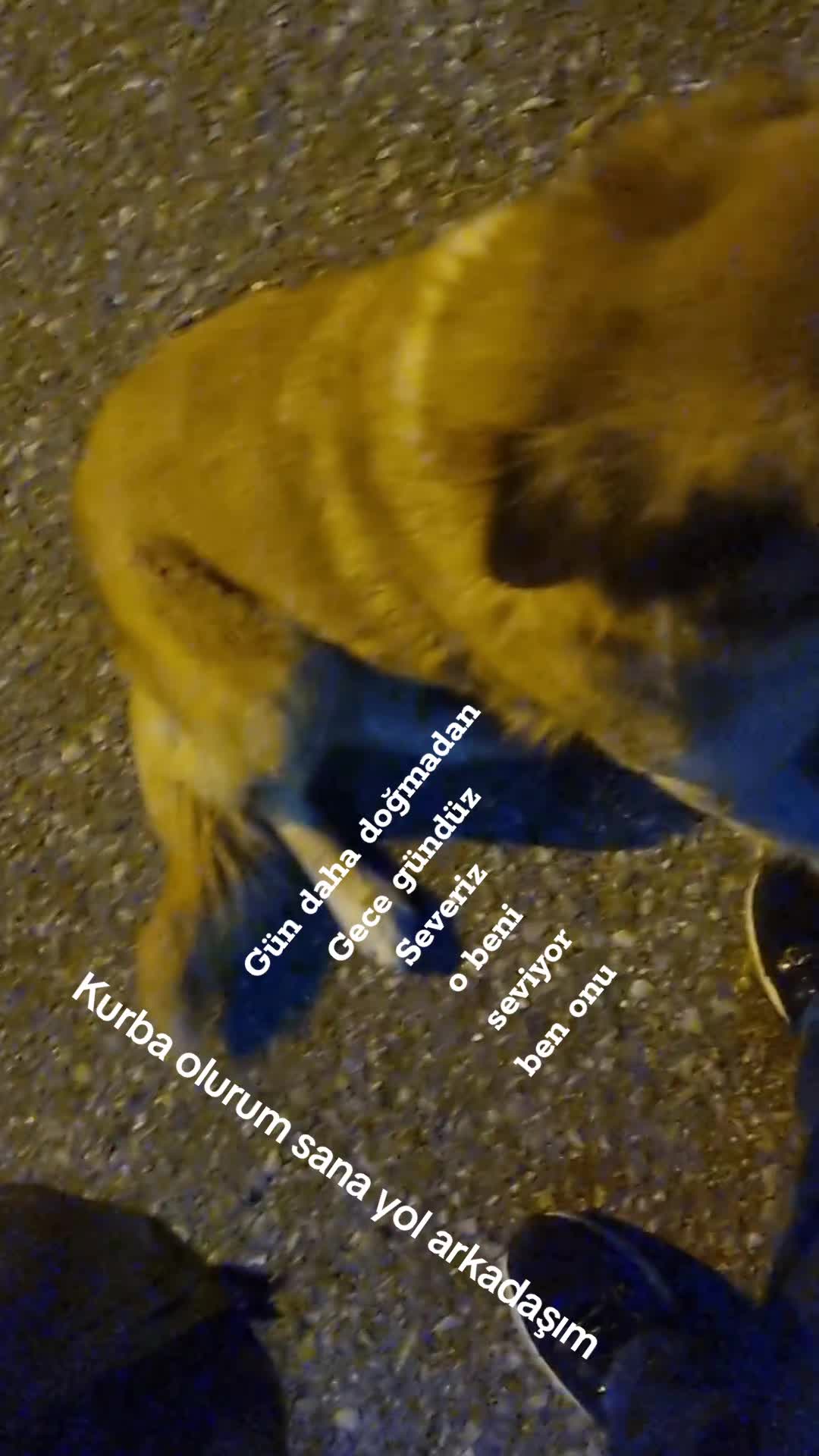 @Melek