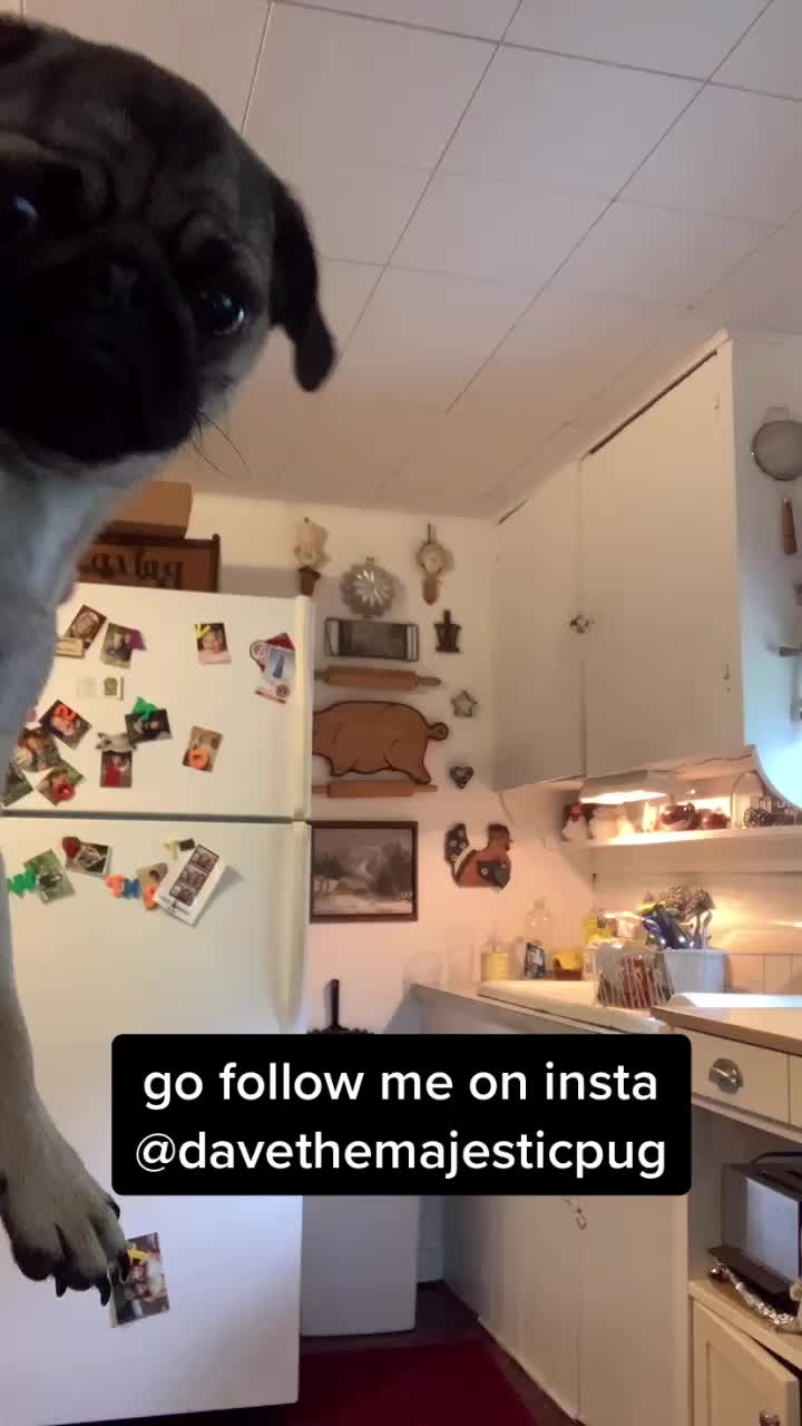 @The real Dave the pug🐶