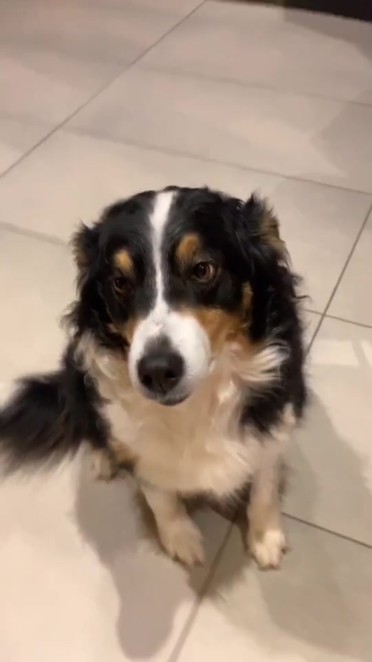 @Chocolats Le Chien