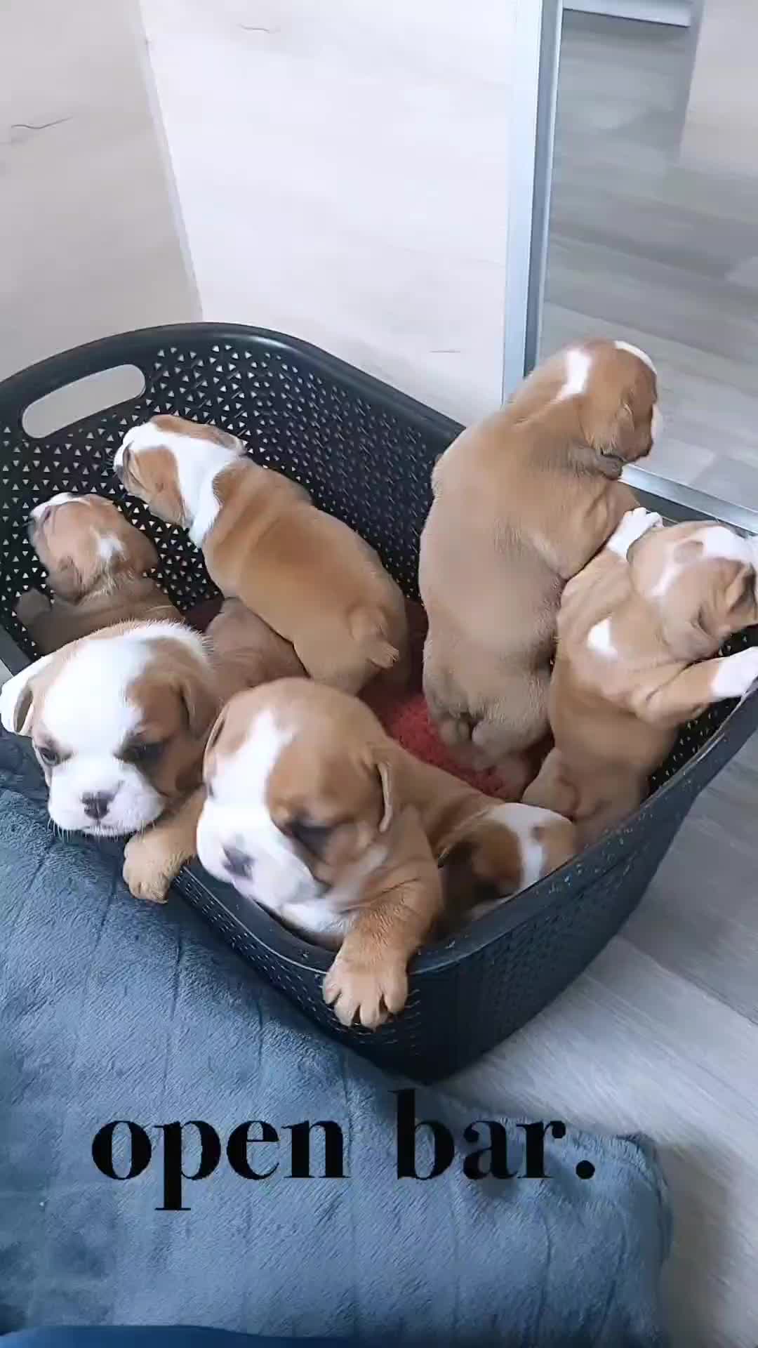 @bulls_in_skate