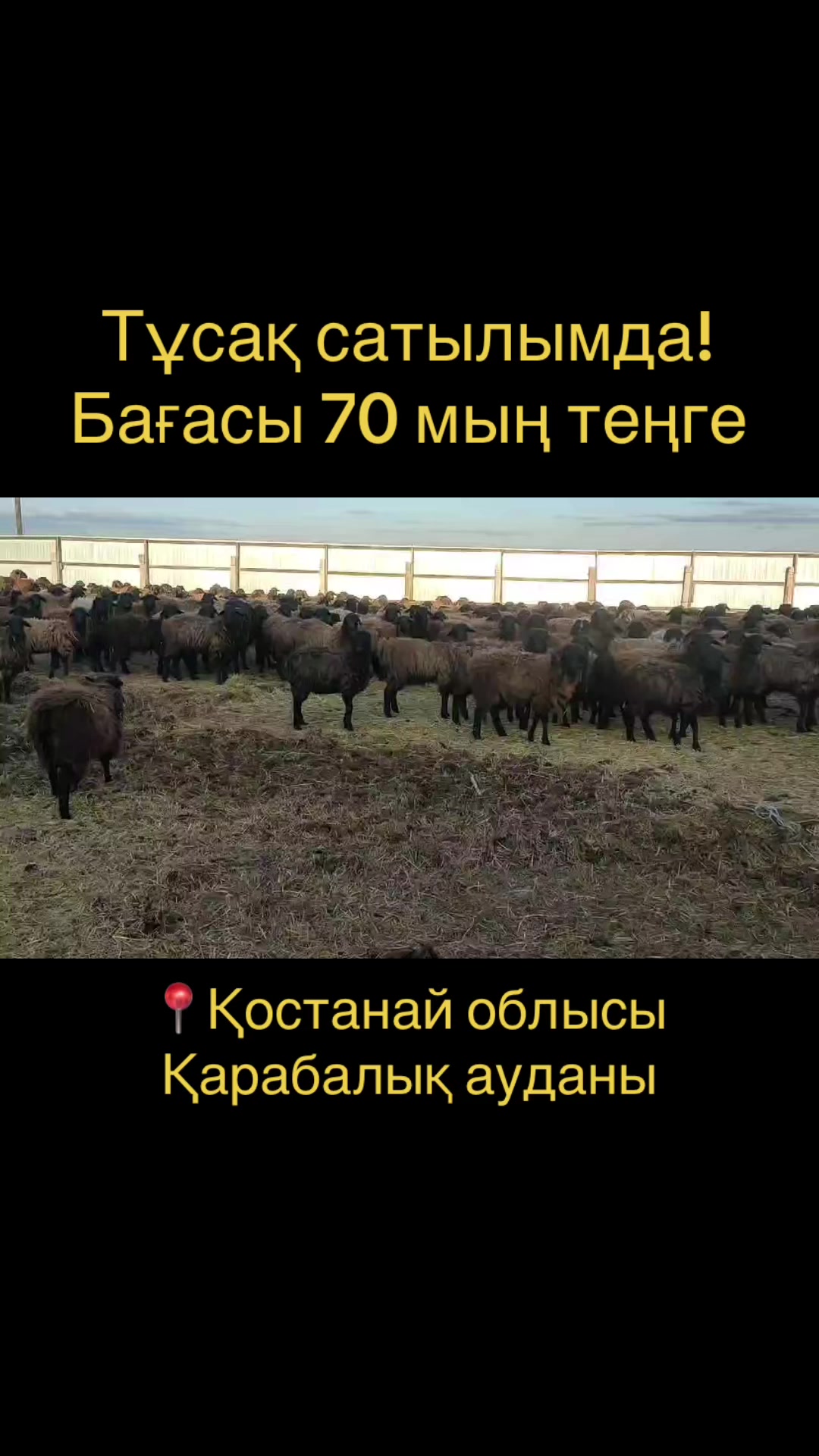 @QAZAQ_QOY