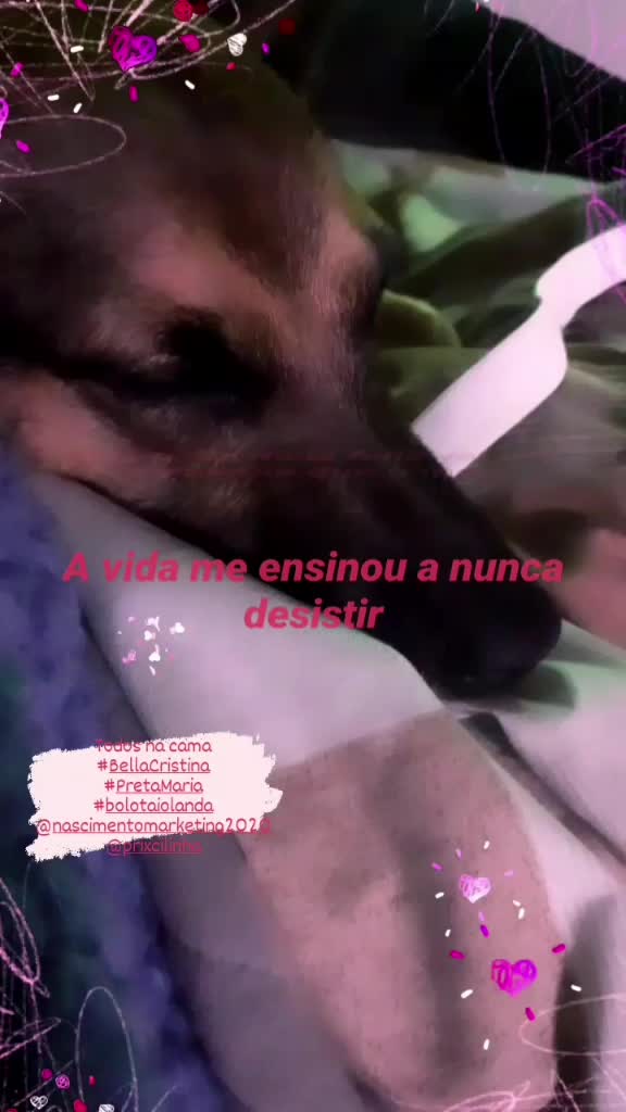 @gurias de apartamento pet🐶