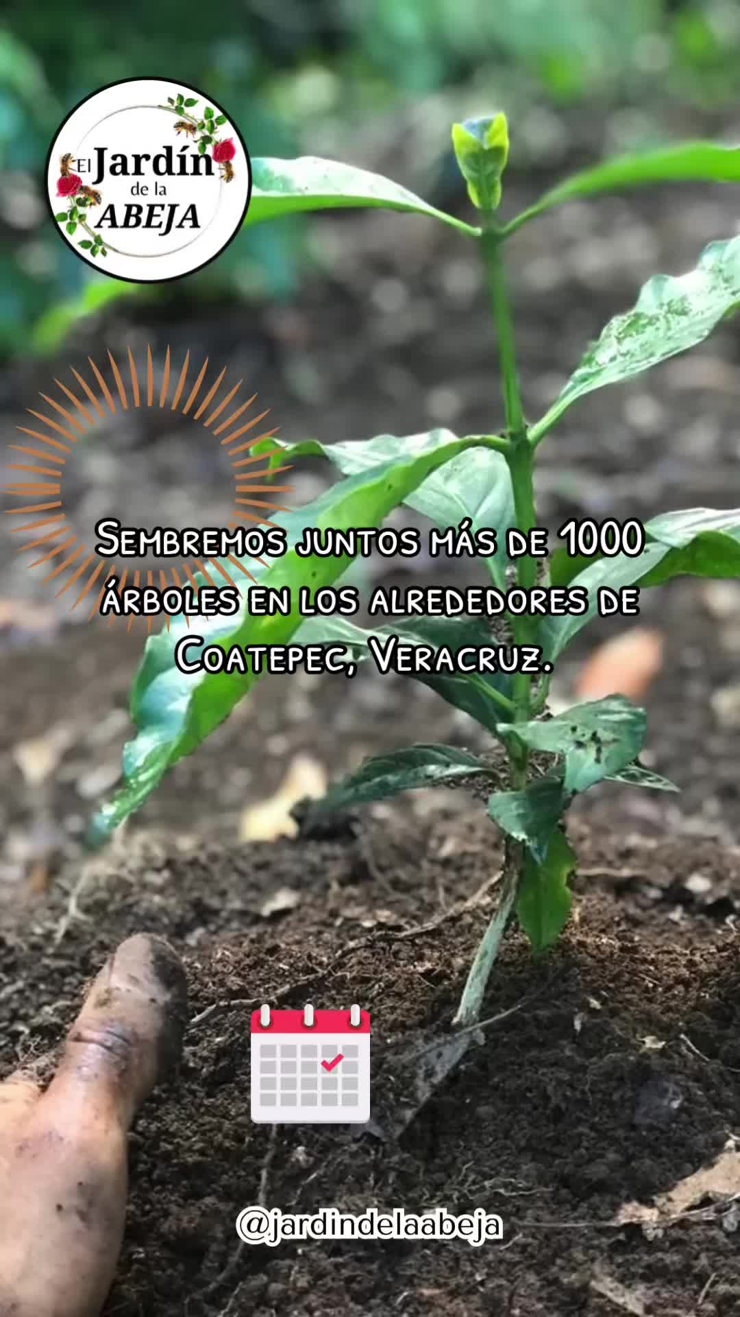 @jardin.de.la.abeja