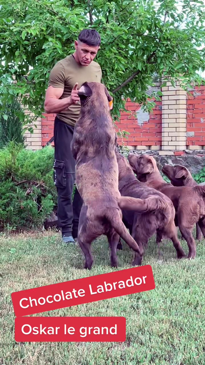 @Labrador_le_Grand