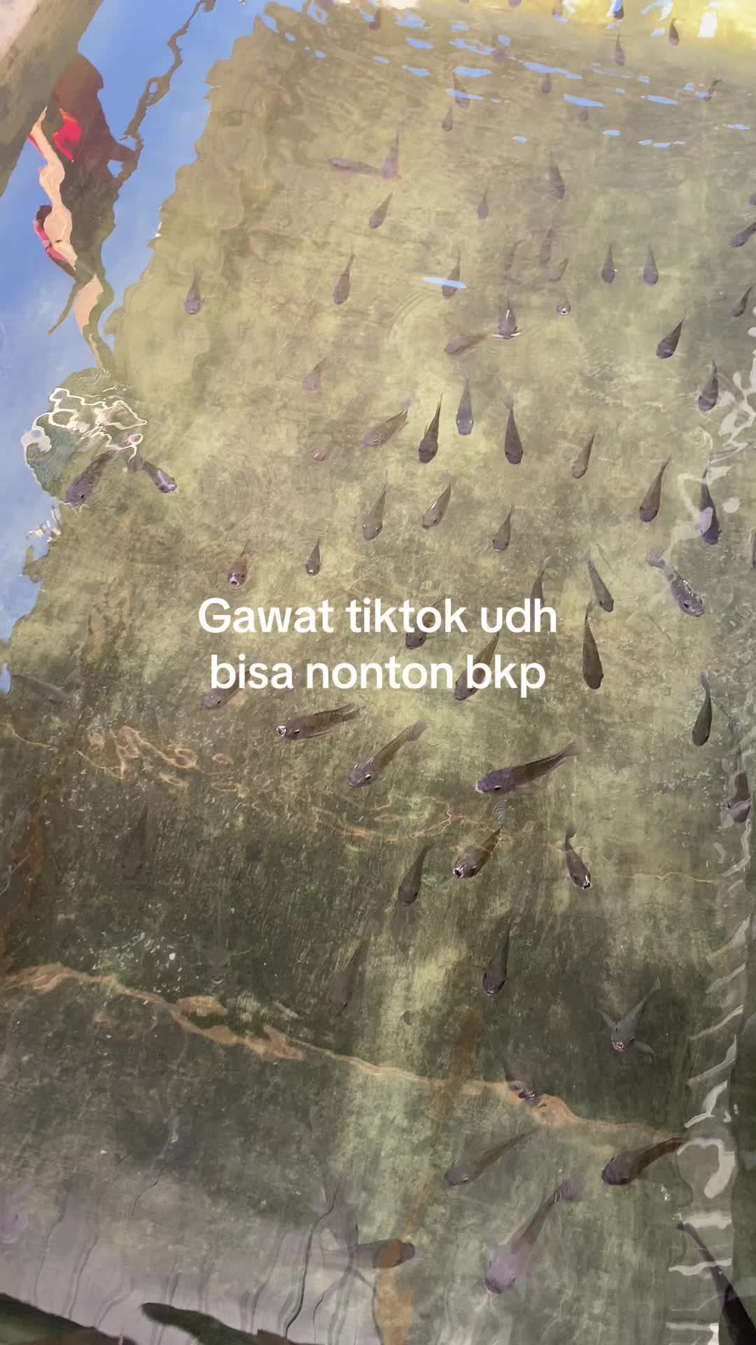 @DEDEK