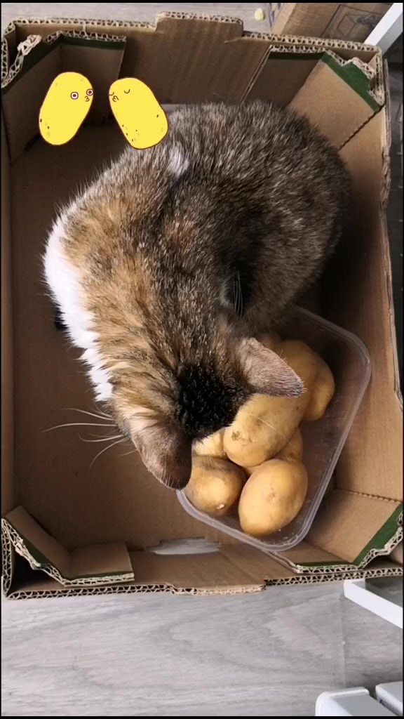 @Pêche 😺