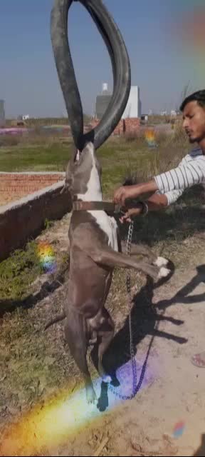 @manish gujjar