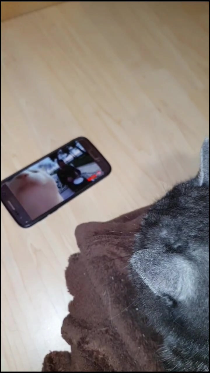 @the coconutkitty