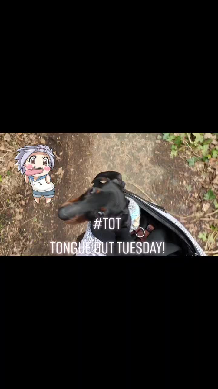 @Otto the mini dachshund